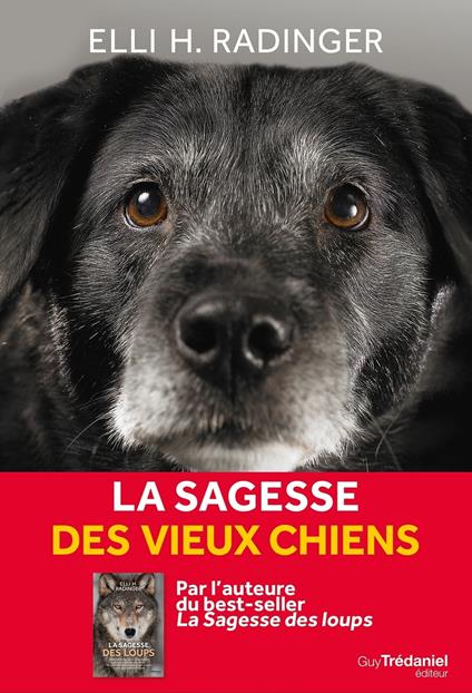 La sagesse des vieux chiens