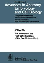 The Neurons of the First Optic Ganglion of the Bee (Apis mellifera)