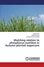 Mulching relation to phosphorus nutrition in Autumn planted sugarcane