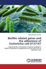 Biofilm related genes and the adherence of Escherichia coli O157: H7