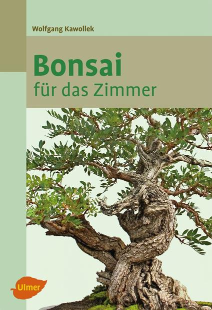 Bonsai für das Zimmer