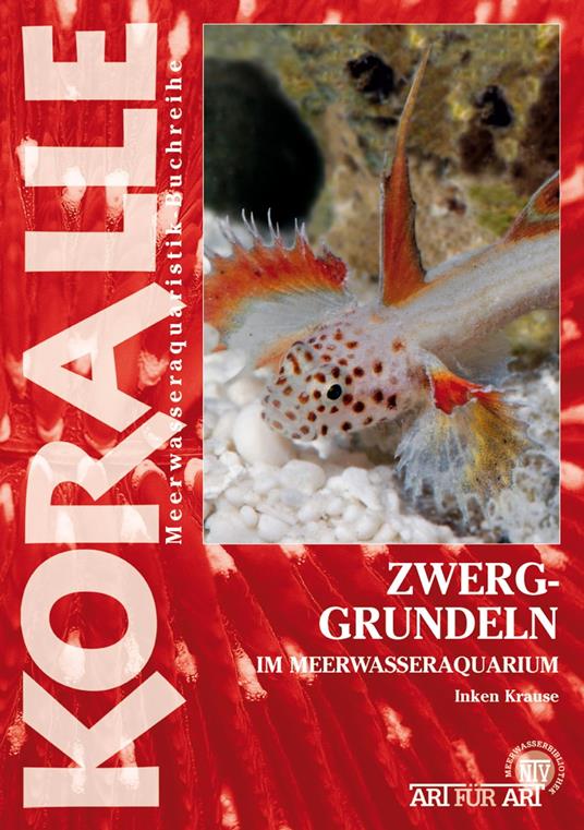 Zwerggrundeln im Meerwasseraquarium