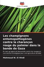 Les champignons entomopathogènes contre le charançon rouge du palmier dans la bande de Gaza