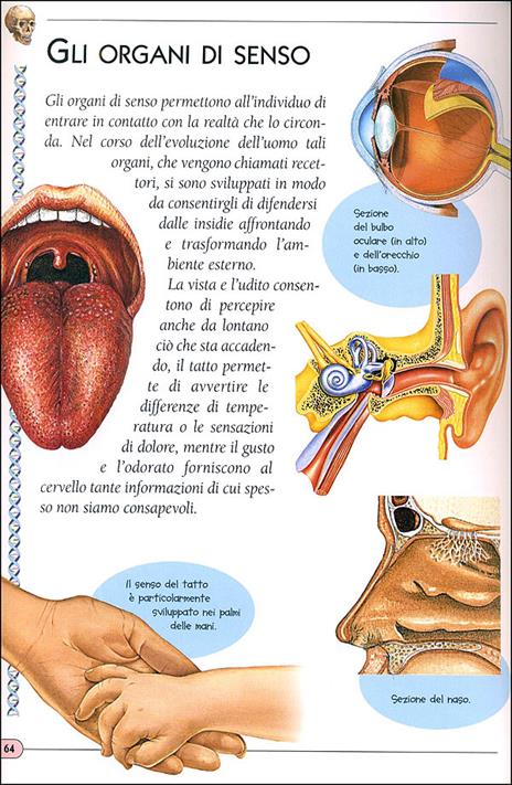 Il corpo umano. Ediz. illustrata - 6