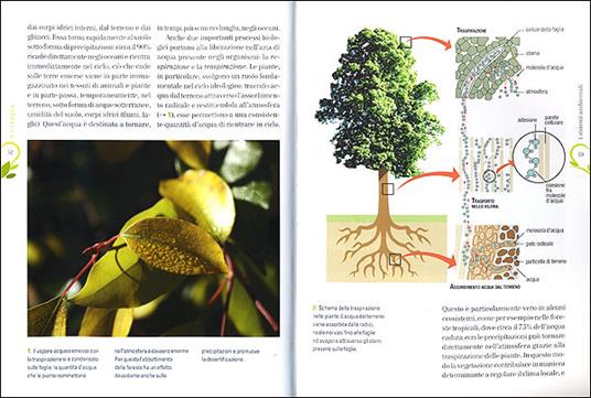 Ecologia - Guido Chelazzi,Giacomo Santini - 3