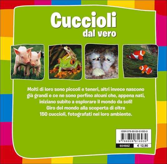 Cuccioli dal vero - Paola Fabris - 2