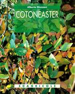 Cotoneaster