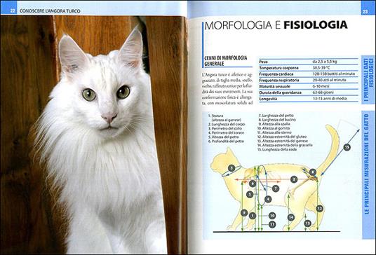 Il gatto angora turco. Storia, caratteristiche, cure quotidiane - Mariolina  Cappelletti - Libro - De Vecchi - Animali | laFeltrinelli