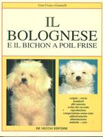 Il bolognese e il bichon à poil frisé