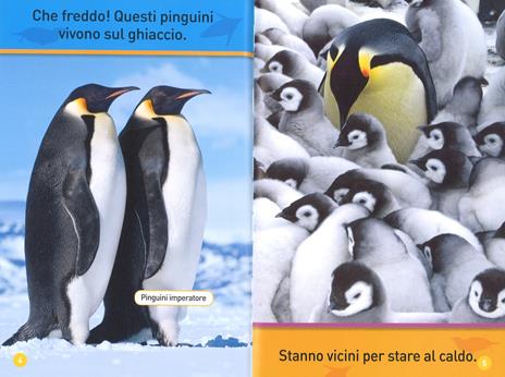 Il mio amico pinguino. Primi passi. Ediz. illustrata - Kathryn Williams - 2