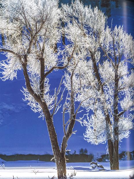 Alberi tra cielo e terra. Ediz. illustrata - Art Wolfe,Gregory McNamee - 4