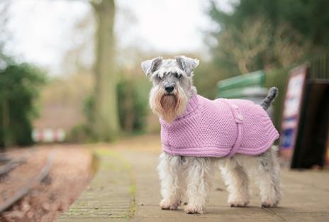 Cappottini per cani. 15 pratici progetti a maglia - Debbie Humphreys - 2