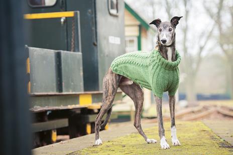 Cappottini per cani. 15 pratici progetti a maglia - Debbie Humphreys - 4