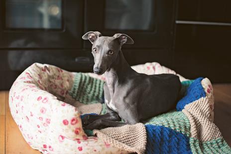 Cappottini per cani. 15 pratici progetti a maglia - Debbie Humphreys - 5