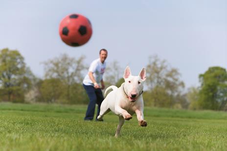 In forma con il tuo cane - Karen Sullivan - 3