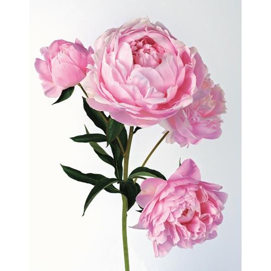 Peonie. Le varietà più belle per la casa e il giardino - Jane Eastoe - 3