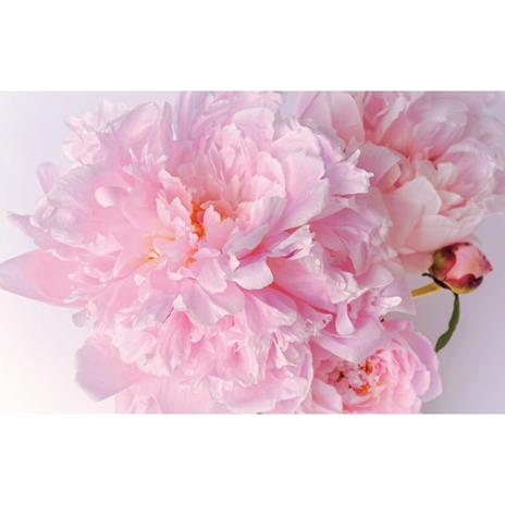 Peonie. Le varietà più belle per la casa e il giardino - Jane Eastoe - 4