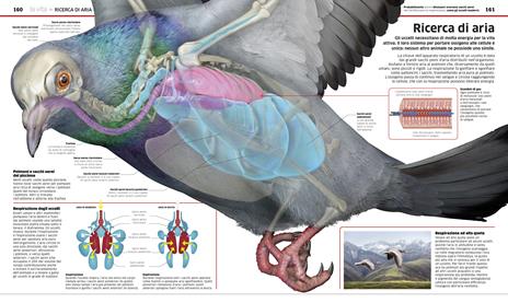 La grande enciclopedia della scienza - 7