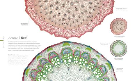 Flora. Le piante viste da vicino. Ediz. illustrata - 5