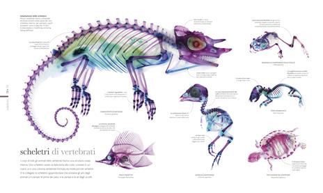 Fauna. Il regno animale visto da vicino. Ediz. illustrata - 13