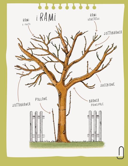 Potatura facile. Il manuale illustrato di «Orto da coltivare