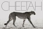 Cheetah. Ediz. illustrata