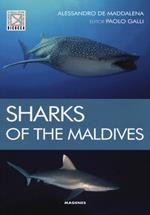 Sharks of the maldives