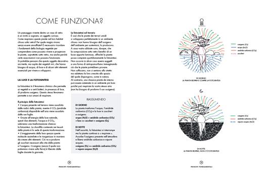 Terrarium. Mondi vegetali sotto vetro - Anna Bauer,Noam Levy - 4