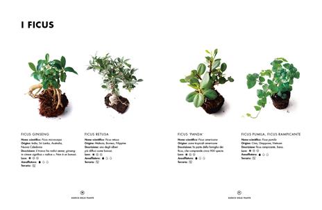 Terrarium. Mondi vegetali sotto vetro - Anna Bauer,Noam Levy - 5