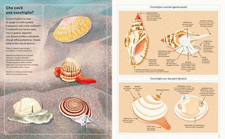 La vita segreta delle conchiglie - Helen Scales - 4