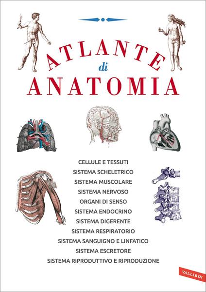 Atlante di anatomia - AA.VV. - ebook