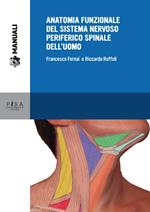 Anatomia funzionale del sistema nervoso periferico spinale dell'uomo