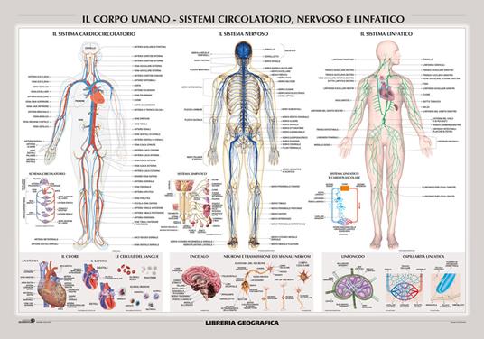 Corpo umano: sistemi circolatorio, nervoso e linfatico. Carta murale scientifica. Ediz. a colori - copertina