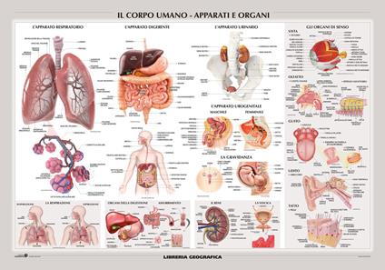 Corpo umano: apparati e organi. Carta murale scientifica. Ediz. a colori - copertina