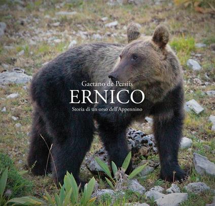 Ernico. Storia di un orso dell'Appennino - Gaetano De Persiis - copertina