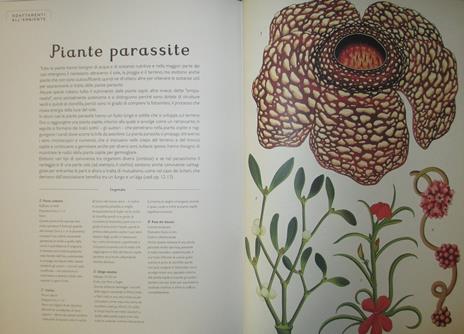 Botanicum. Il grande museo delle piante. Ediz. a colori - Katie Scott,Kathy Willis - 2