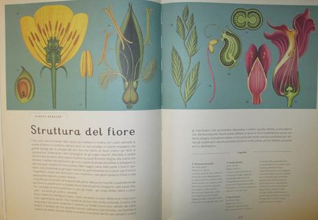 Botanicum. Il grande museo delle piante. Ediz. a colori - Katie Scott,Kathy Willis - 3