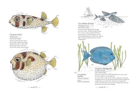 Inventario illustrato del mare - Emmanuelle Tchoukriel,Virginie Aladjidi - 4