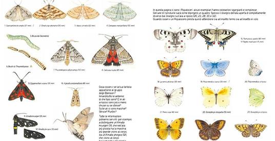 Sei zampe e poco più. Una guida pratica per piccoli entomologi - Geena Forrest - 2