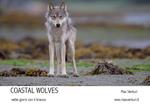 Coastal wolves. Sette giorni con il branco