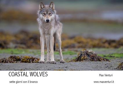 Coastal wolves. Sette giorni con il branco - Max Venturi - copertina