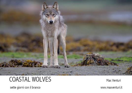 Coastal wolves. Sette giorni con il branco - Max Venturi - copertina