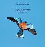 Coracias garrulus. Rapsodia in blu