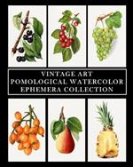 Vintage Art: Pomological Watercolor: Ephemera Collection: Botanical Fruit Prints