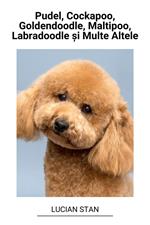 Pudel, Cockapoo, Goldendoodle, Maltipoo, Labradoodle ?i Multe Altele