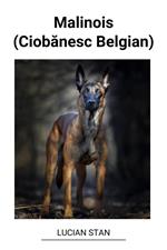 Malinois (Ciobanesc Belgian)