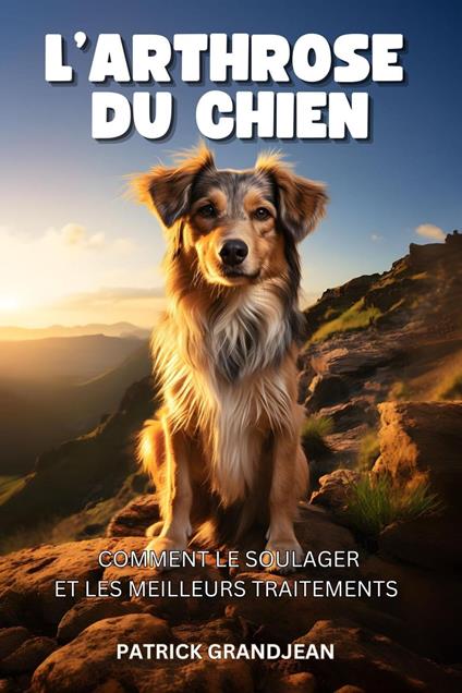 L'arthrose du chien: Comment le soulager et les meilleurs traitements