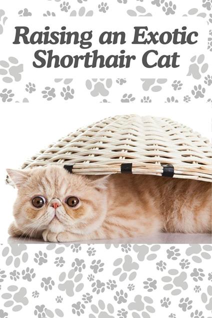 Raising an Exotic Shorthair Cat