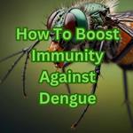 How To Boost Immunity Against Dengue