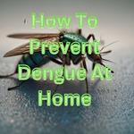 How To Prevent Dengue At Home